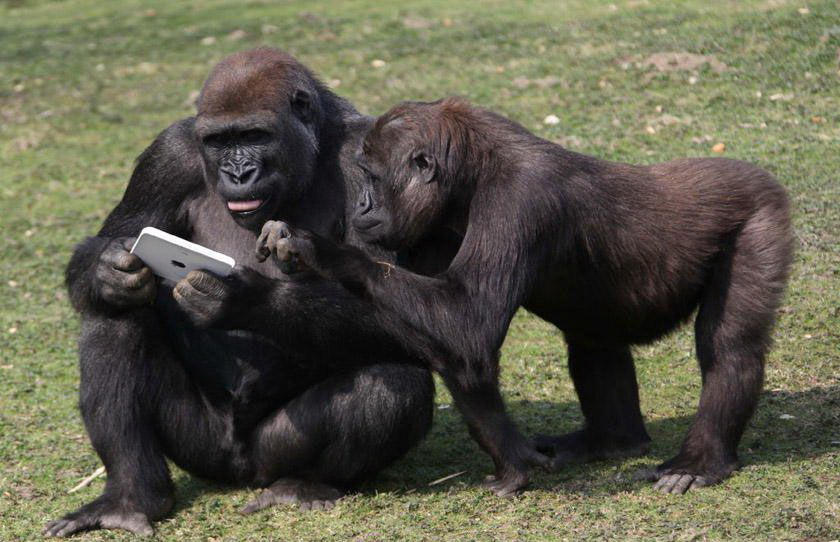 840x542, 125 Kb / обезъяны, трава, гаджет, айпад