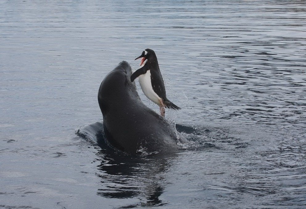 992x678, 267 Kb / тюлень, пингвин, вода, море