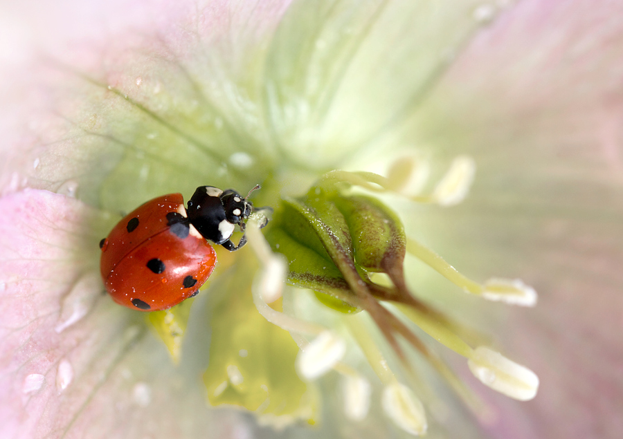 900x635, 269 Kb / божья коровка, цветок