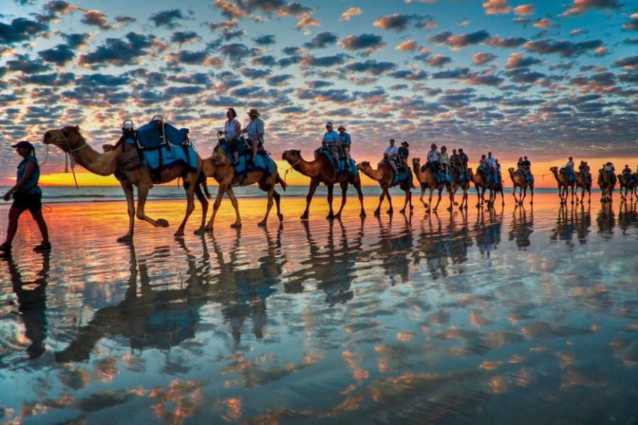 900x600, 98 Kb / верблюд, закат, отражение