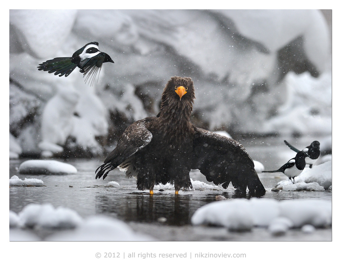 1100x868, 295 Kb / птицы, сорока, орел