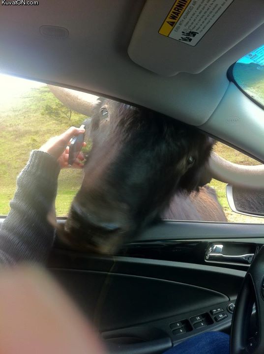 537x720, 45 Kb / труба, бык, авто, телефон