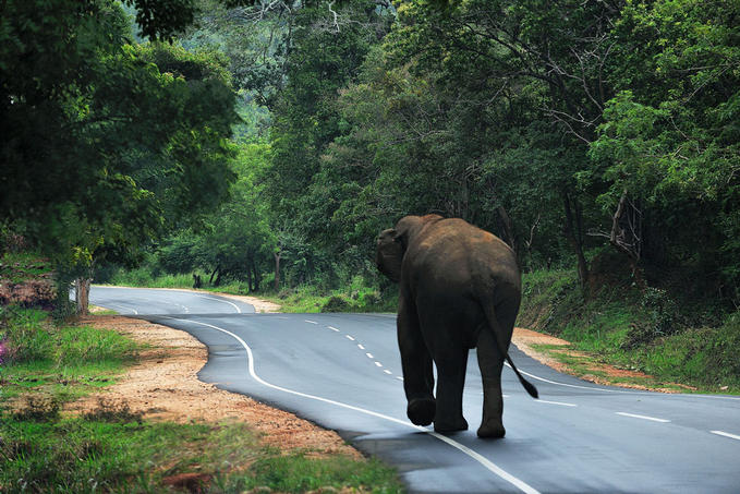 679x453, 108 Kb / слон, зад, дорога