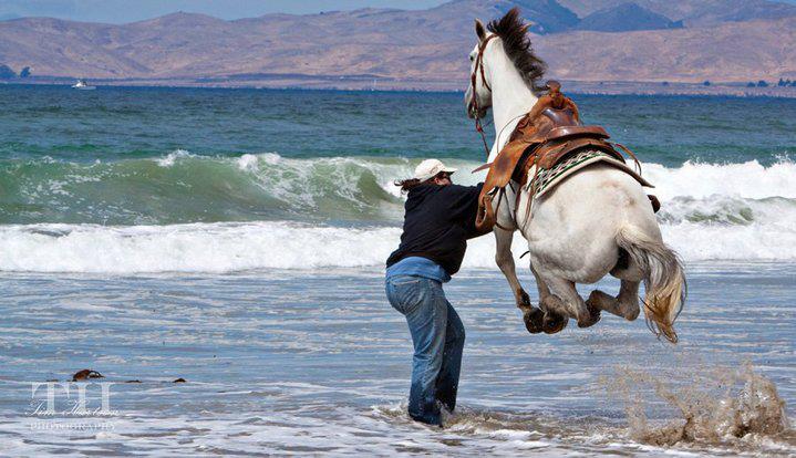 719x414, 61 Kb / лошадь, прыжок, море