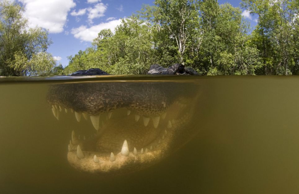 964x626, 81 Kb / крокодил