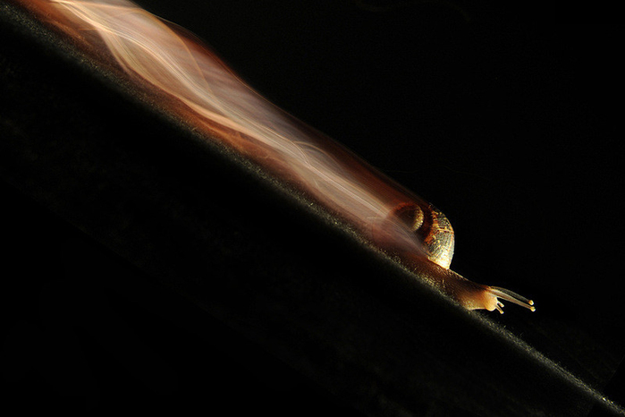 699x466, 130 Kb / слоу, улитка