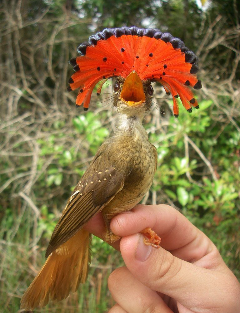 768x1003, 266 Kb / птица, хохолок, рука