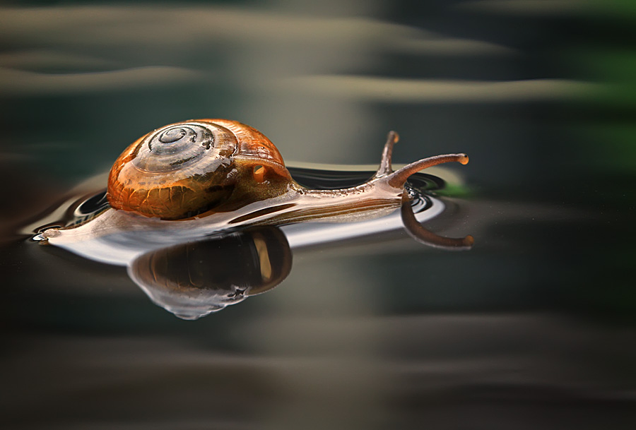 900x609, 147 Kb / улитка