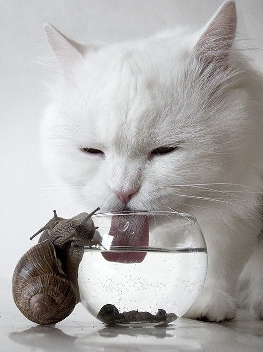 523x700, 62 Kb / Кошка, улитка, вода