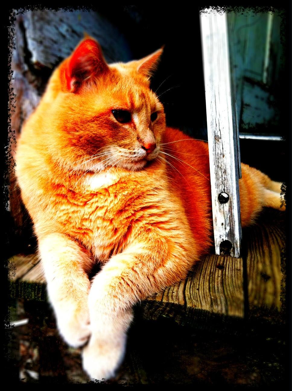 968x1296, 188 Kb / кот, рыжий, взгляд, красивый
