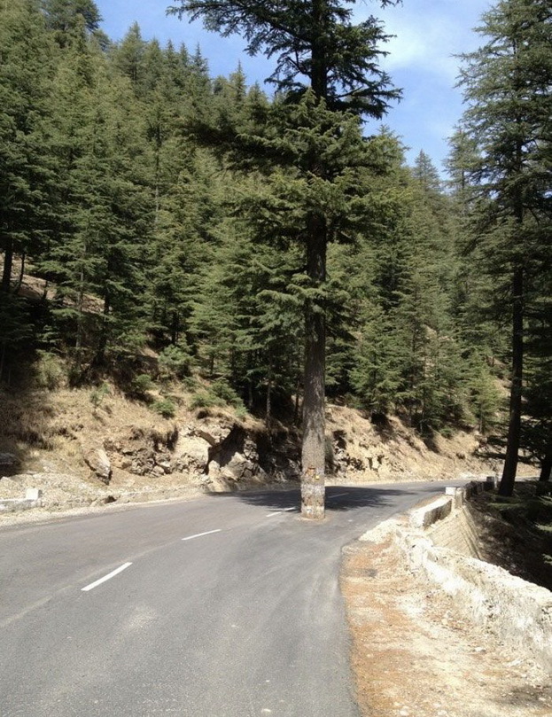 623x809, 258 Kb / дорога, дерево