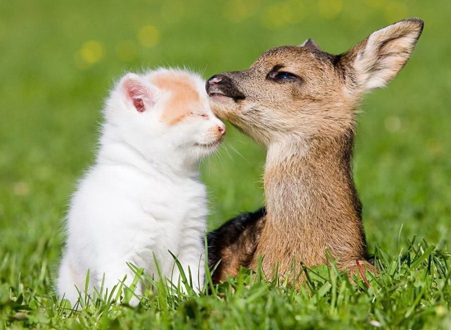 900x659, 151 Kb / котенок, олененок, трава