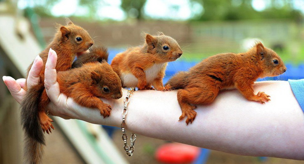 975x527, 164 Kb / белки, рука