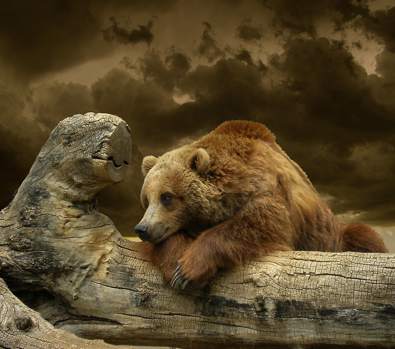 800x706, 211 Kb / медведь, бревно