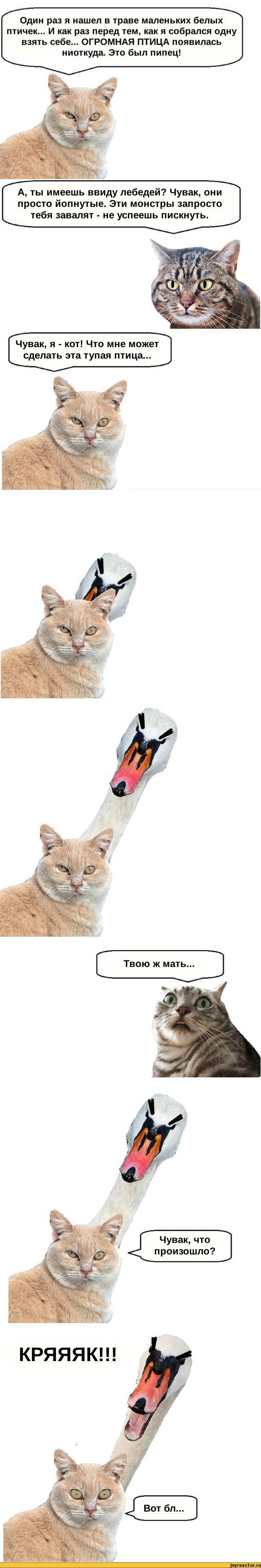 640x3835, 213 Kb / коте, лебедь