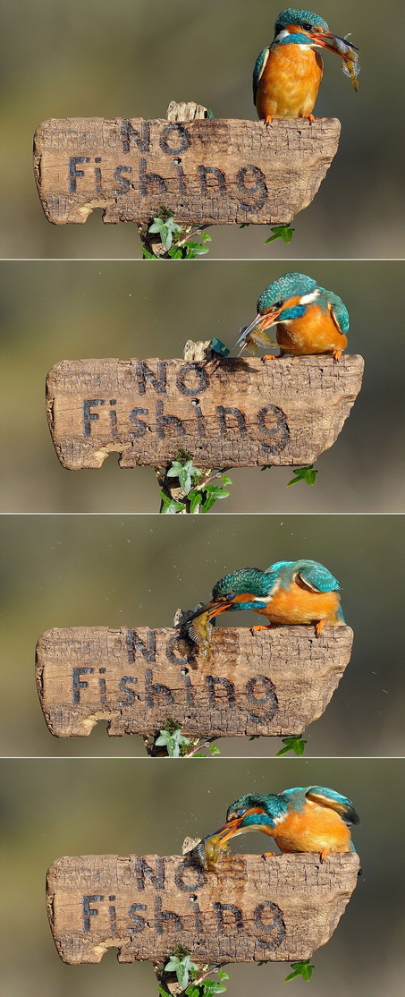 453x1114, 213 Kb / птица, объявление, зимородок, рыбалка