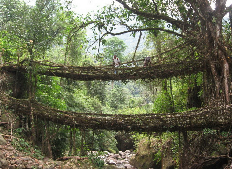 800x583, 283 Kb / мост, джунгли