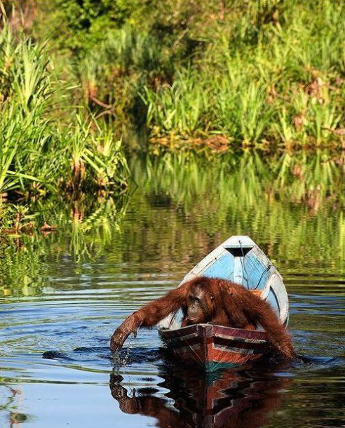 492x610, 164 Kb / обезьяна, орангутанг, лодка, озеро, грёбля