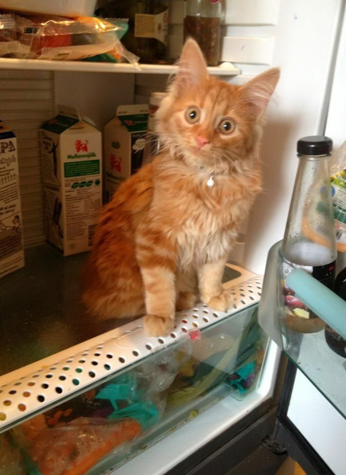 699x960, 179 Kb / кот, холодильник