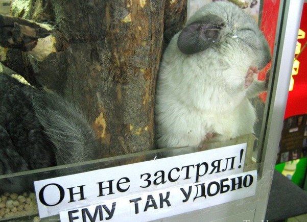 601x435, 105 Kb / зоомагазин, грызун