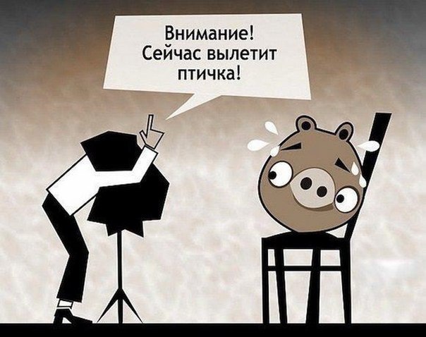 604x478, 52 Kb / angry birds, фото, птичка