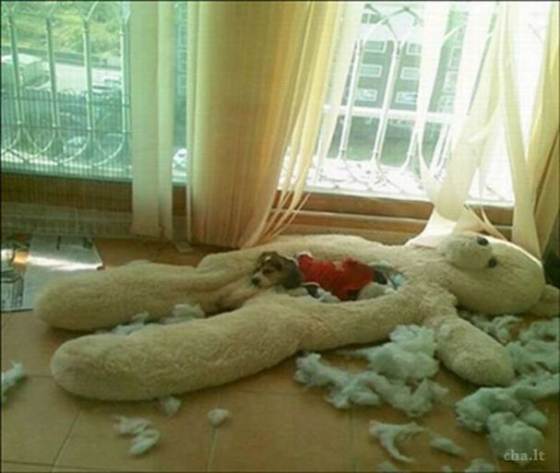 560x473, 29 Kb / пес, мишка, фтряпки, игрушка, окно