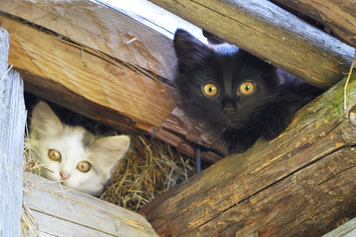 500x334, 98 Kb / котэ