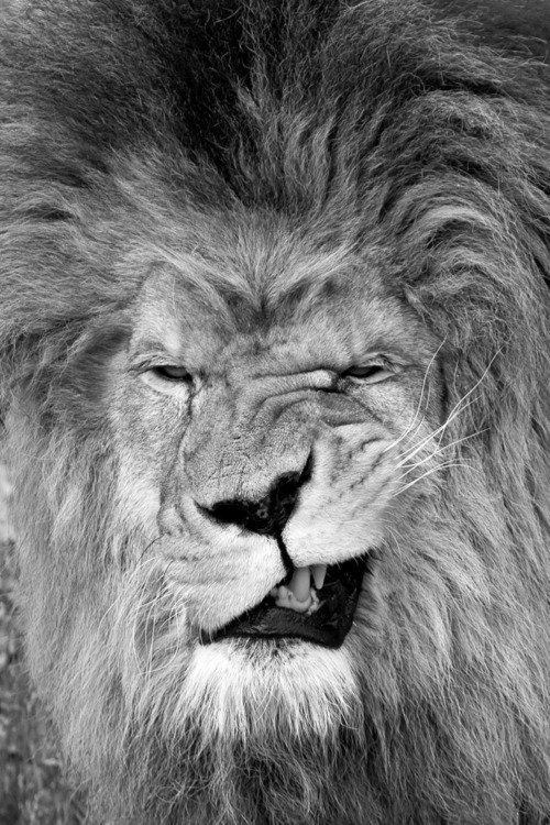 500x750, 174 Kb / лев