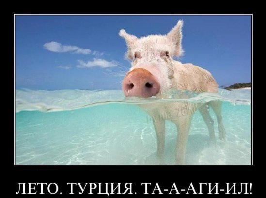 549x408, 43 Kb / Тагил, поросенок, демотиватор, свинище, Турция