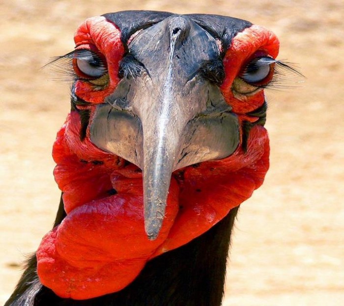 700x622, 102 Kb / индюк, ресницы