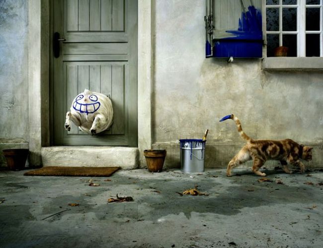 650x499, 55 Kb / кот, собака, рожица, краска, ведро