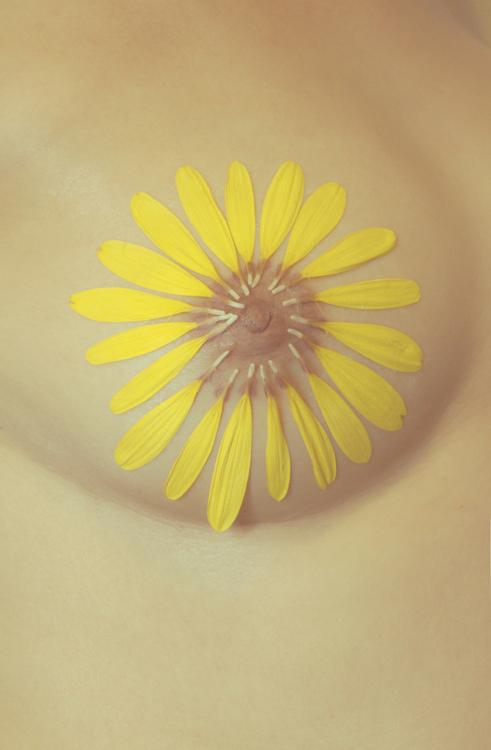 491x750, 116 Kb / Цветочек, ромашка, Лепески, Сосок, Грудь, Сиськи