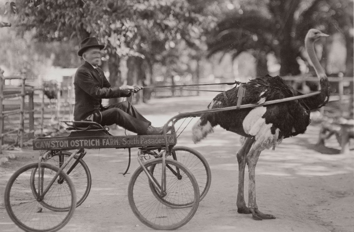 1199x785, 263 Kb / страус, коляска, ретро, ч/б