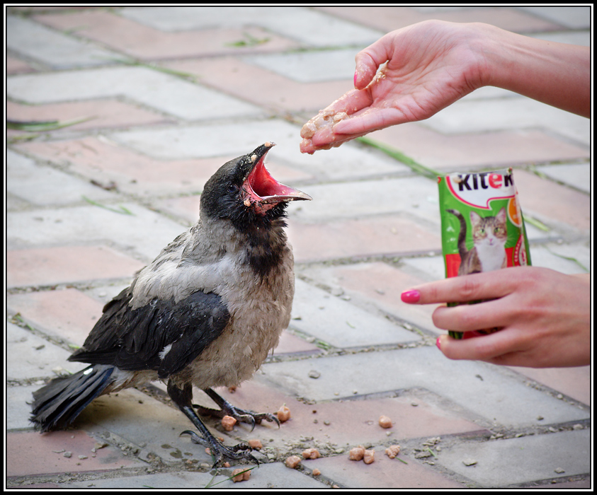 843x700, 297 Kb / сорока,kitekat,китикет,корм