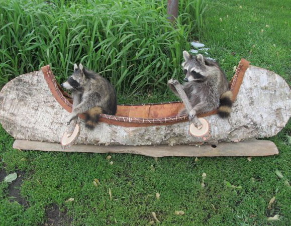 579x450, 147 Kb / еноты, лодка, весла