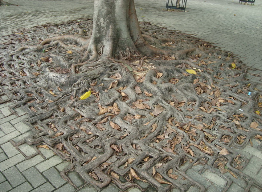 850x624, 284 Kb / дерево, корни