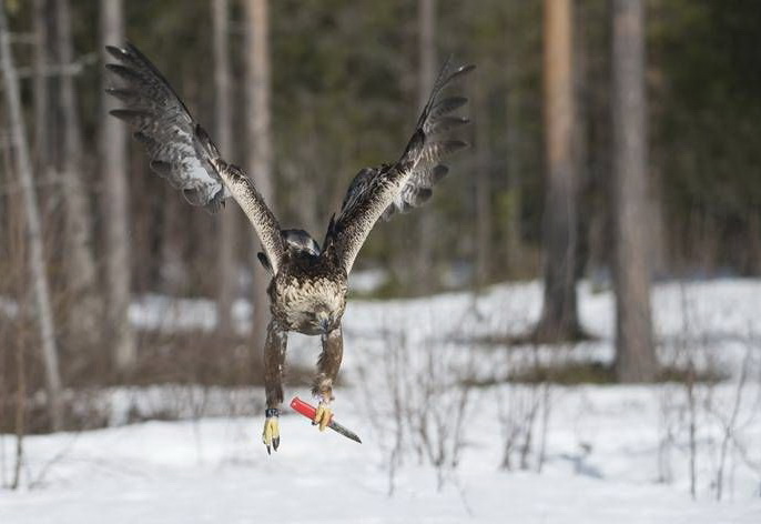 686x472, 68 Kb / лес, птица, нож