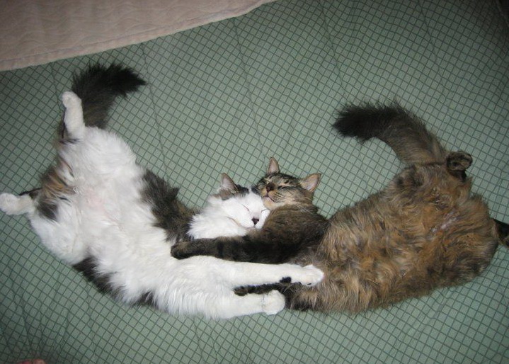 719x514, 152 Kb / коты, кровать