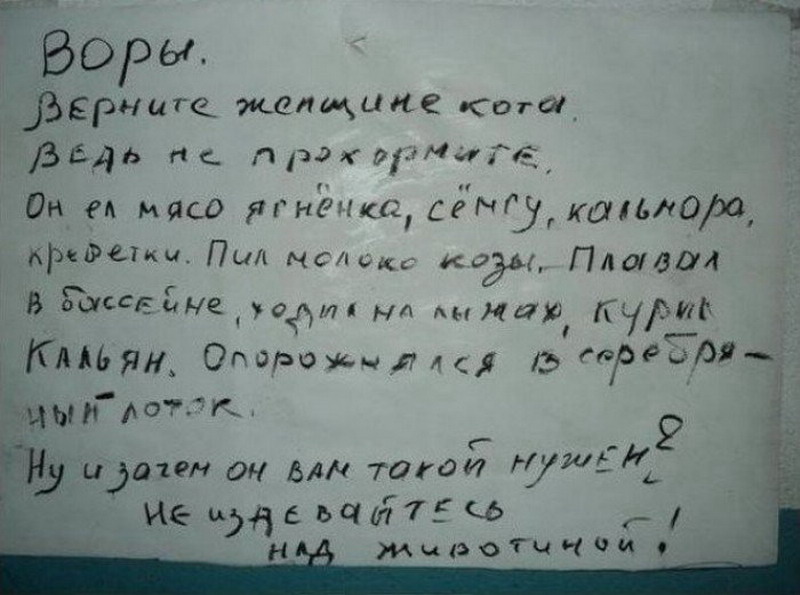 800x595, 100 Kb / кот, объявление