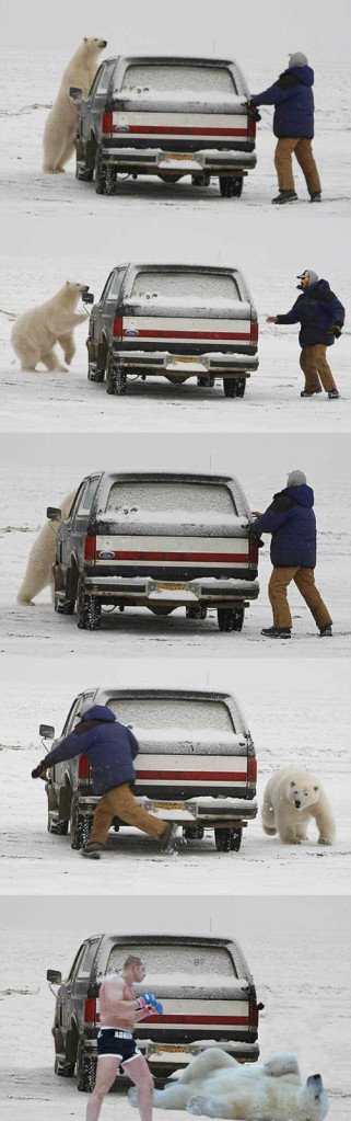 321x1023, 112 Kb / медведь, джип, бокс, белый, полярный, емельяненко