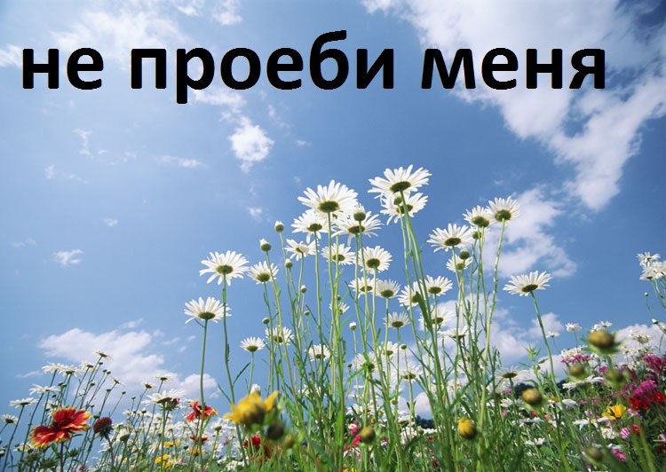 750x532, 94 Kb / не проеби, ромашки, цветы, небо