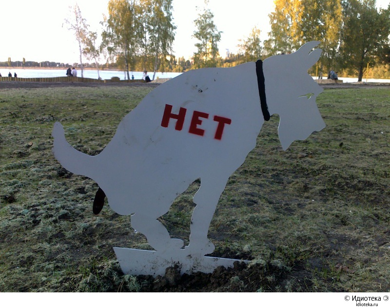 800x630, 206 Kb / собака, сранье, воронеж, идиотека, нет