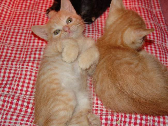 650x487, 63 Kb / котята