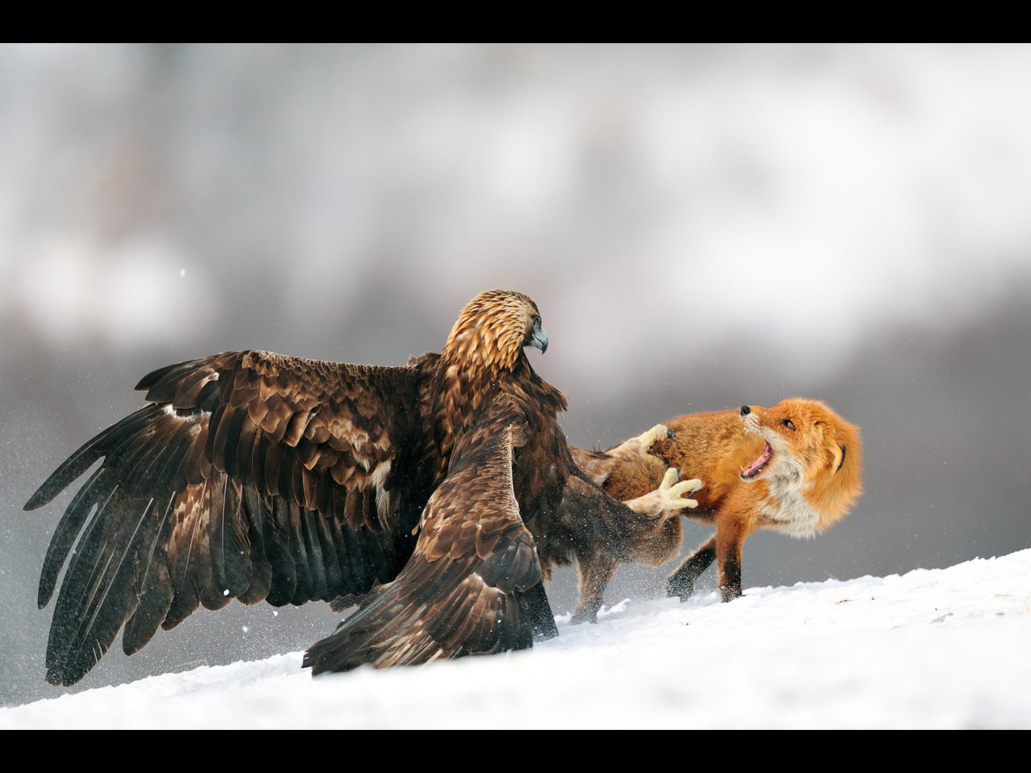 2047x1535, 213 Kb / орел, лиса