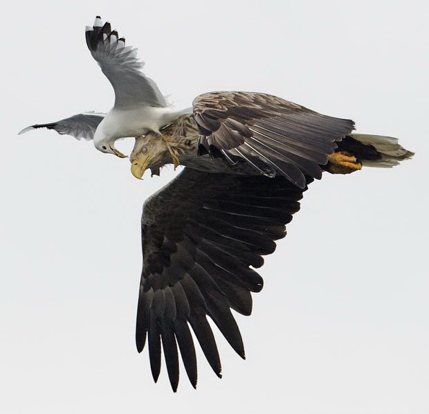 620x598, 57 Kb / чайка, орел, победа