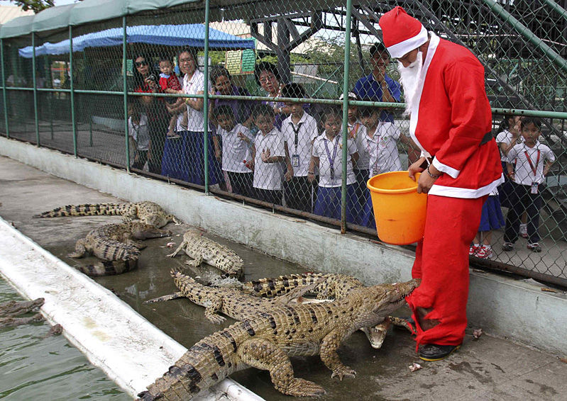 799x566, 154 Kb / крокодил, азия, санта