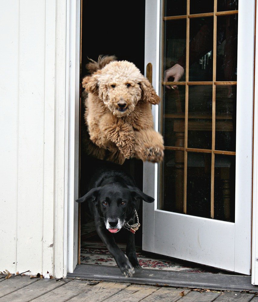 853x1000, 245 Kb / собака, дверь, прыжок