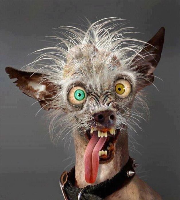 628x700, 67 Kb / ебанутая, собака