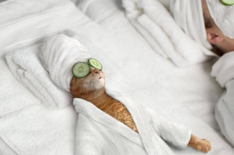 776x516, 30 Kb / кот, SPA