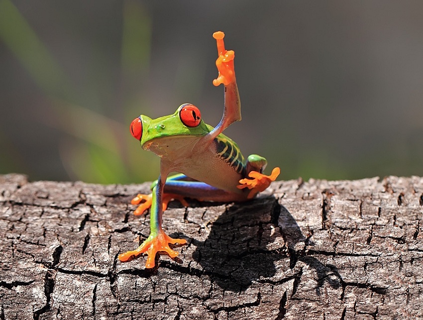 850x643, 213 Kb / лягушка